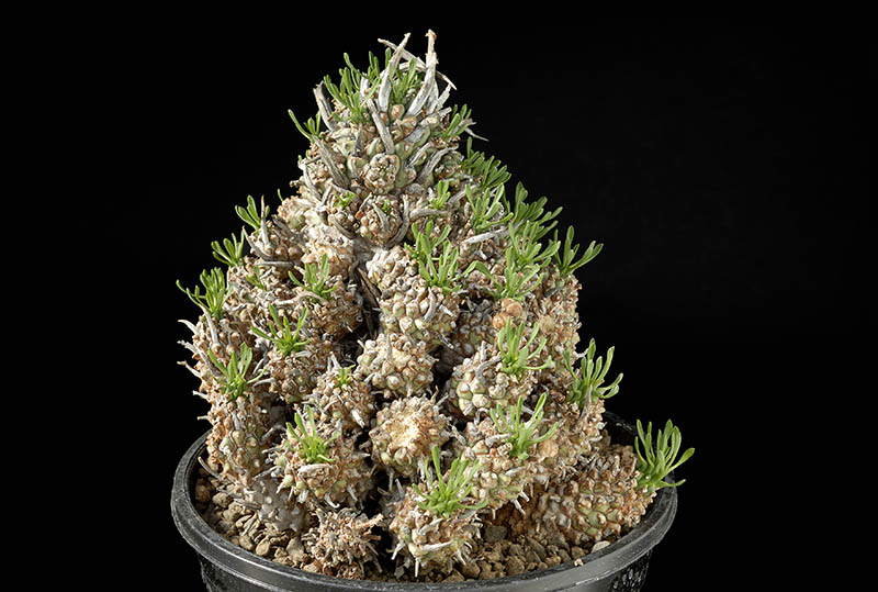 Euphorbia multiceps H. Cm. 11 € 120,00.jpg